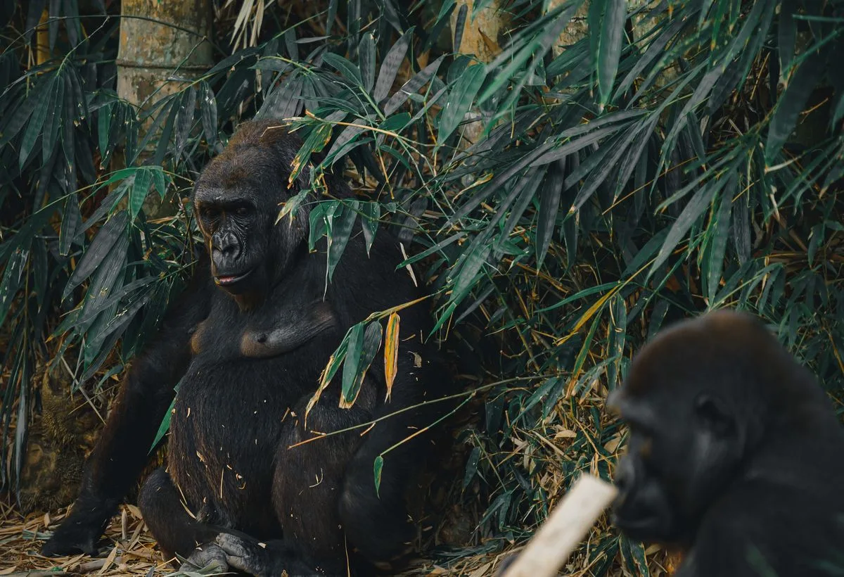Taxi van Nijmegen naar Apenheul, gorilla's in een dierenpark