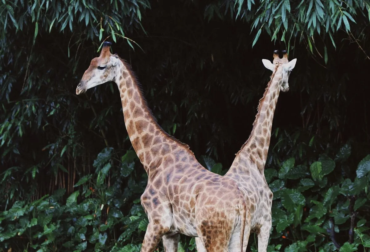 Taxi van Nijmegen naar Safaripark Beekse Bergen, giraffen in een safaripark