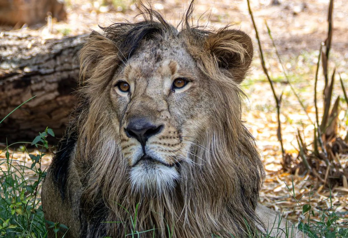 Taxi van Nijmegen naar Royal Burgers' Zoo, een leeuw in de dierentuin