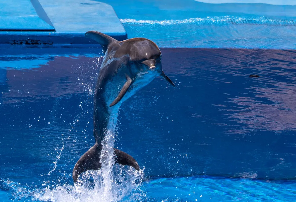 Taxi van Nijmegen naar het Dolfinarium, een dolfijn in een bassin