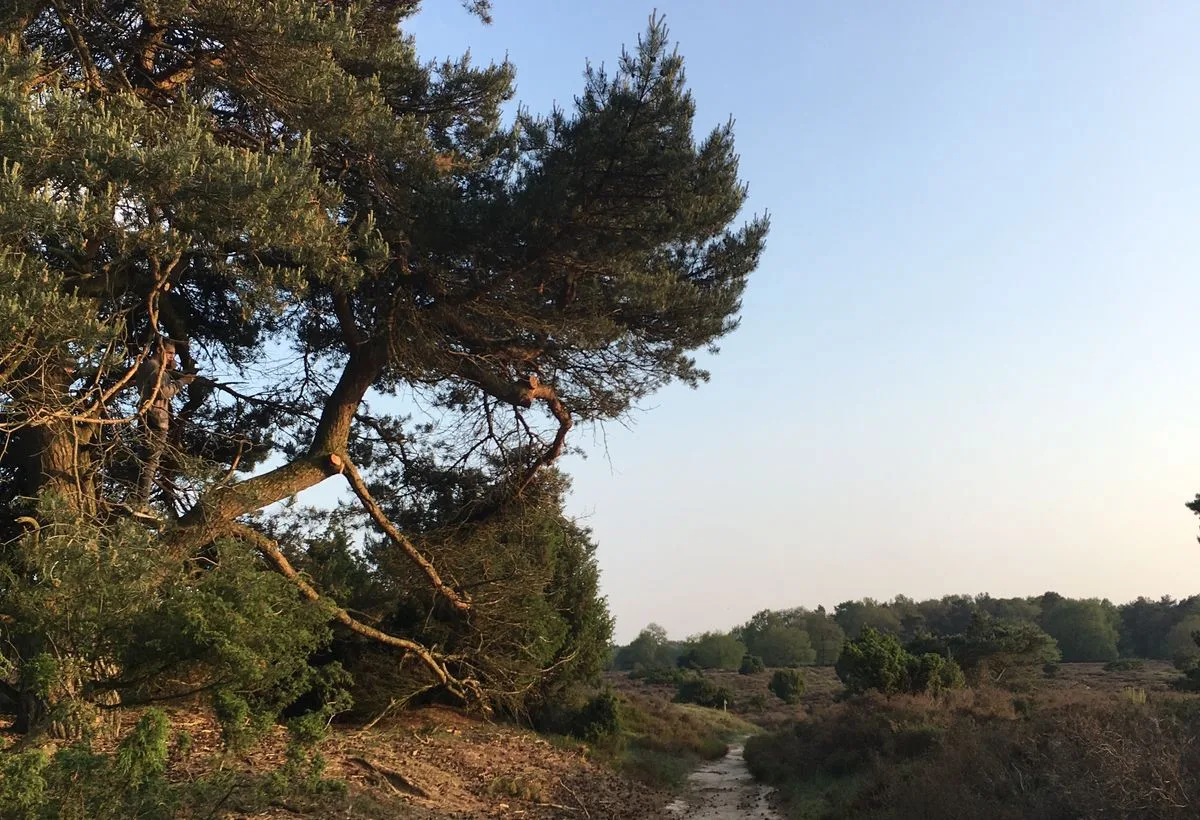 Taxi van Nijmegen naar Nationaal Park De Hoge Veluwe, een pad door het heidelandschap