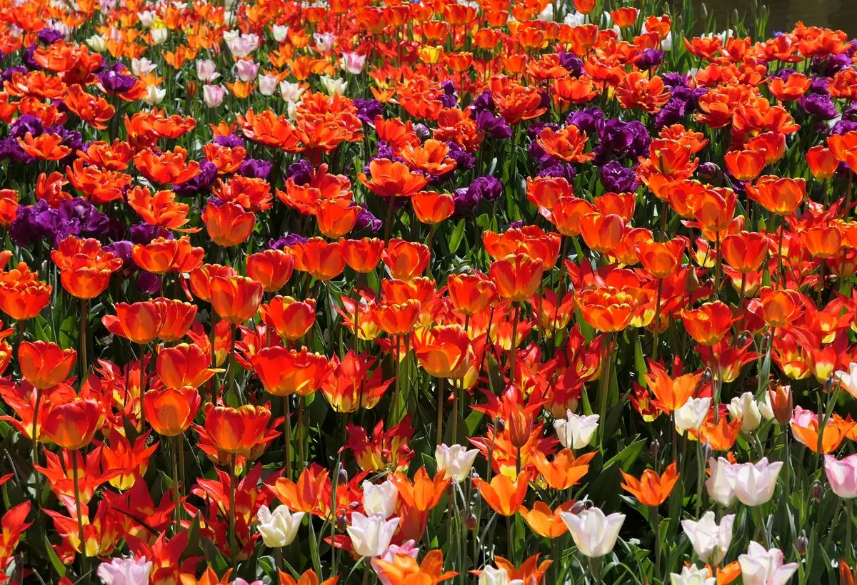 Taxi van Nijmegen naar de Keukenhof, kleurrijke tulpen in Lisse