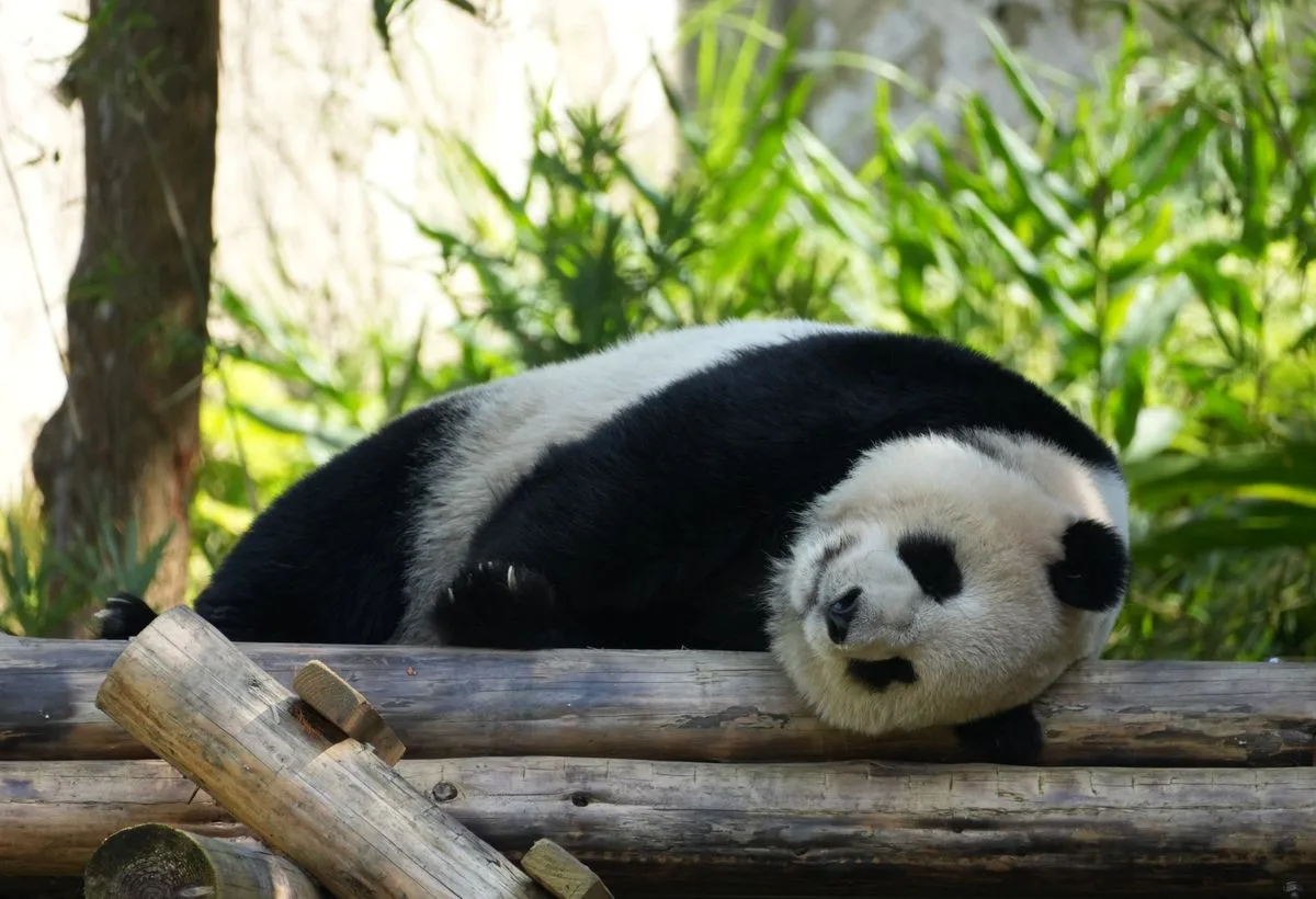 Taxi van Nijmegen naar Ouwehands Dierenpark, een reuzenpanda die bamboe eet